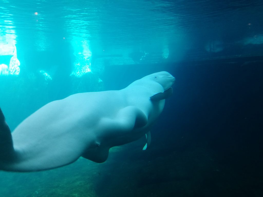 Beluga bianca - SeaWorld - San Diego