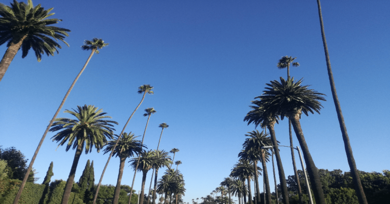 palme di Hollywood