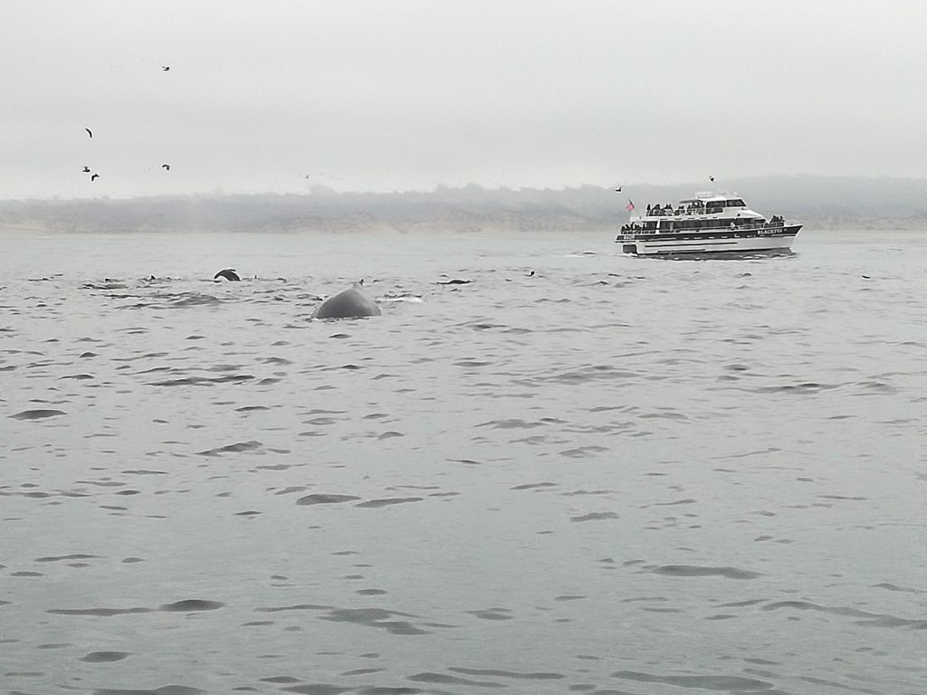 Whale watching Monterey