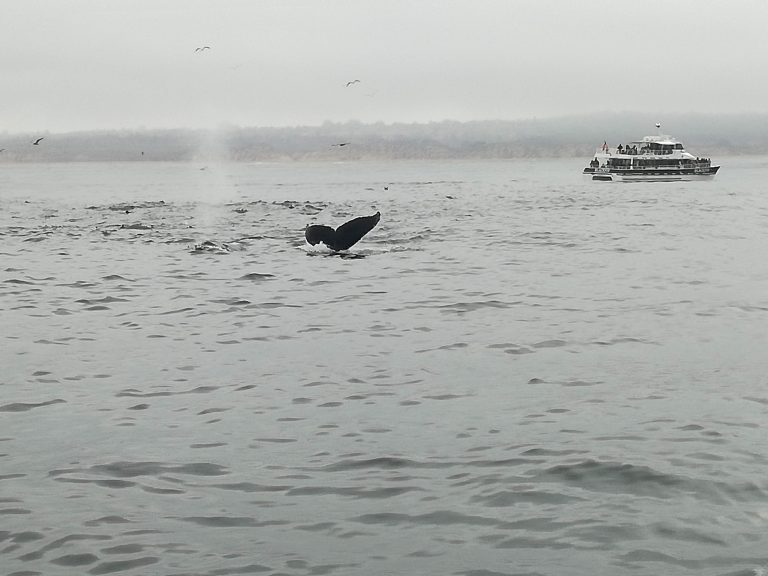 Chris Whale Watching Monterey