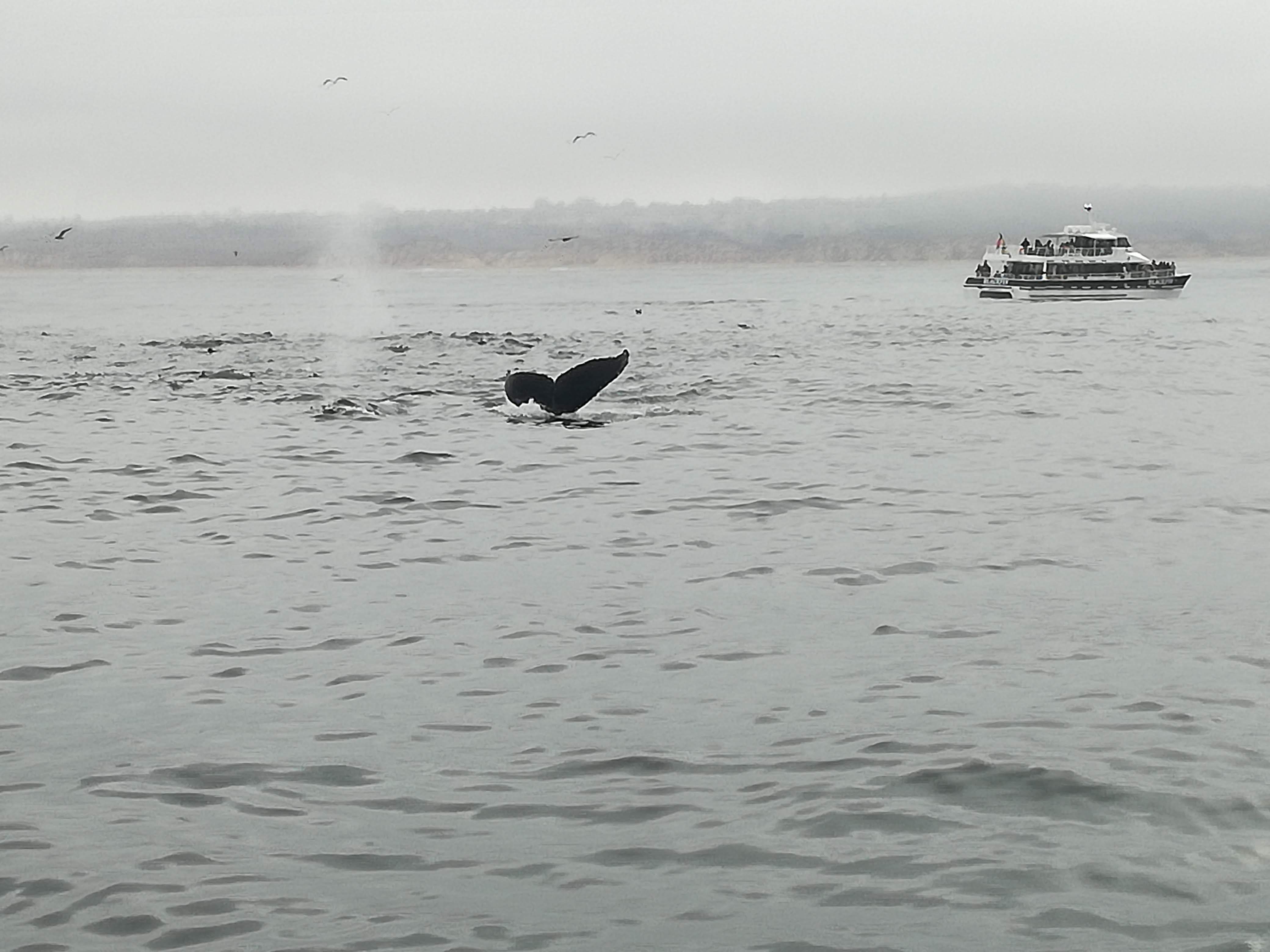 Chris Whale Watching Monterey