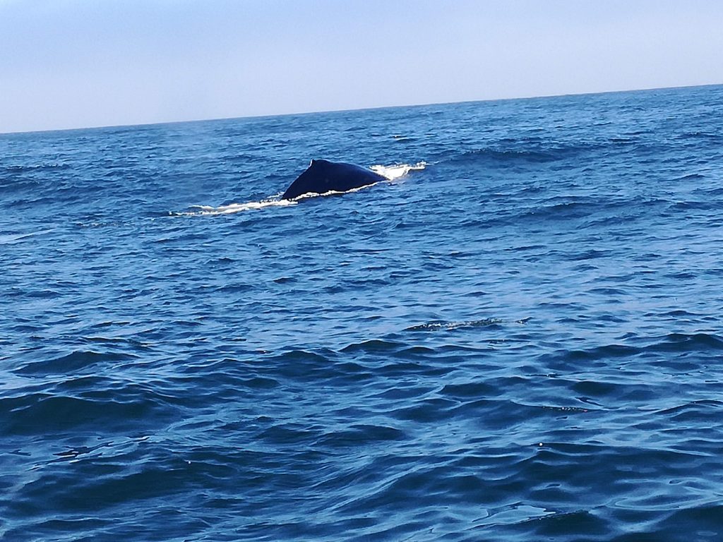 Whale watching Monterey