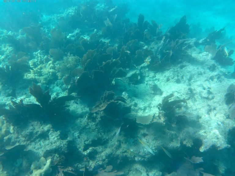 1-prima-volta-snorkeling-Fury-Key-West.-coral-reef
