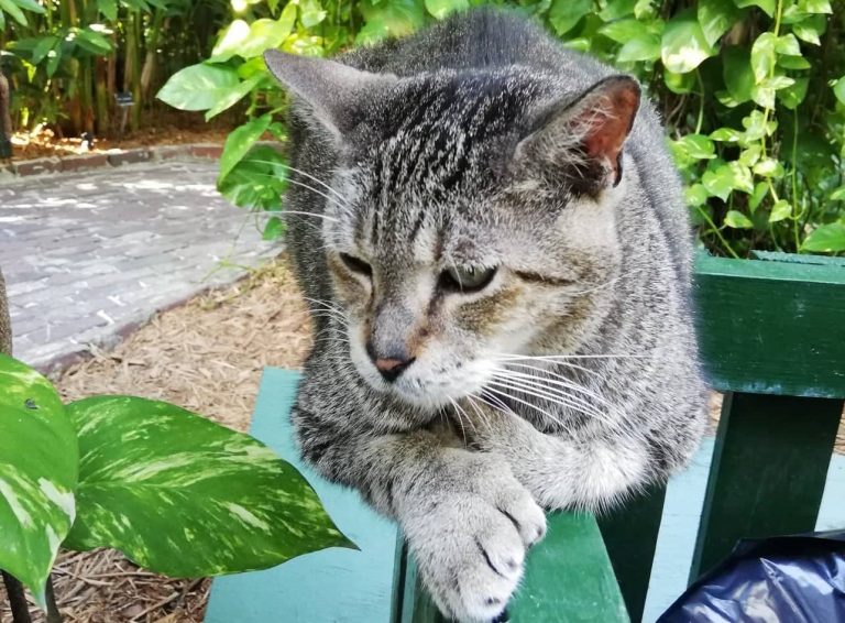 uno dei tanti gatti polidattili nella casa di Hemingway a Key West