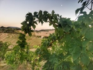 Paesaggio rurale delle Marche tra colline e vigneti