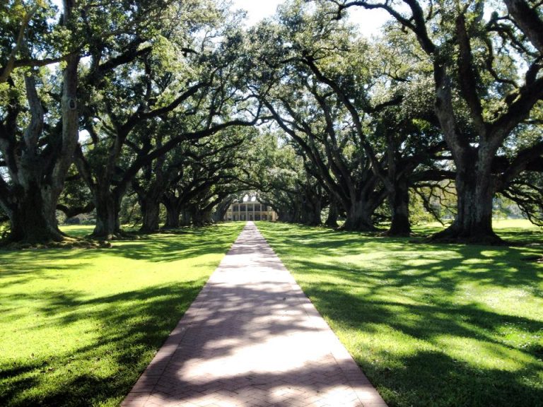 Viale con querce della Virgina Oak Alley Plantation Louisiana