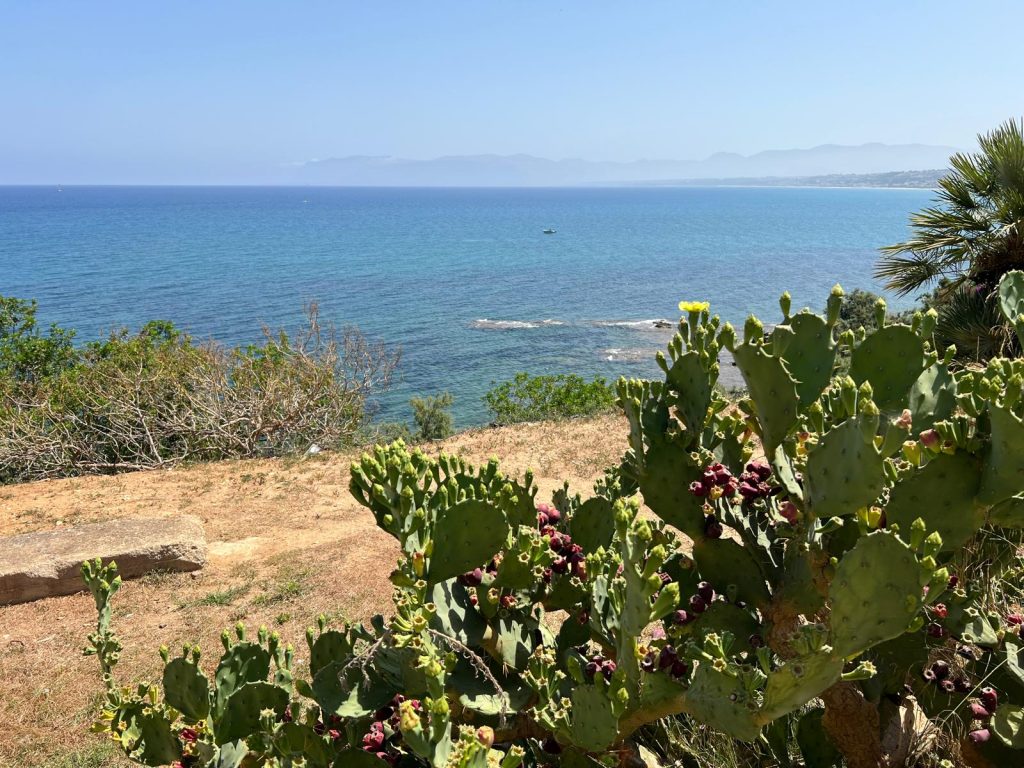 fichi d'India Castellammare del Golfo