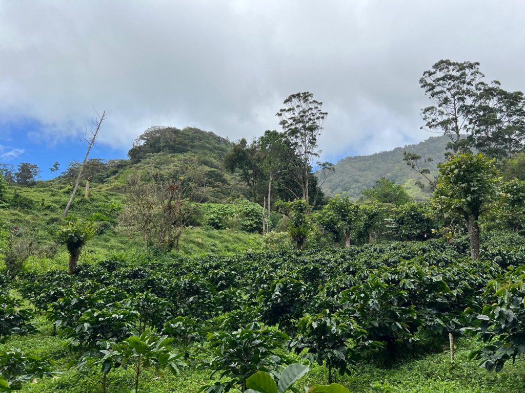 piantagione Altieri Boquete