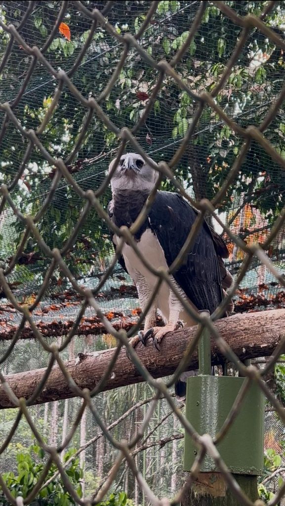 Aquila Arpia Parco Municipale Summit