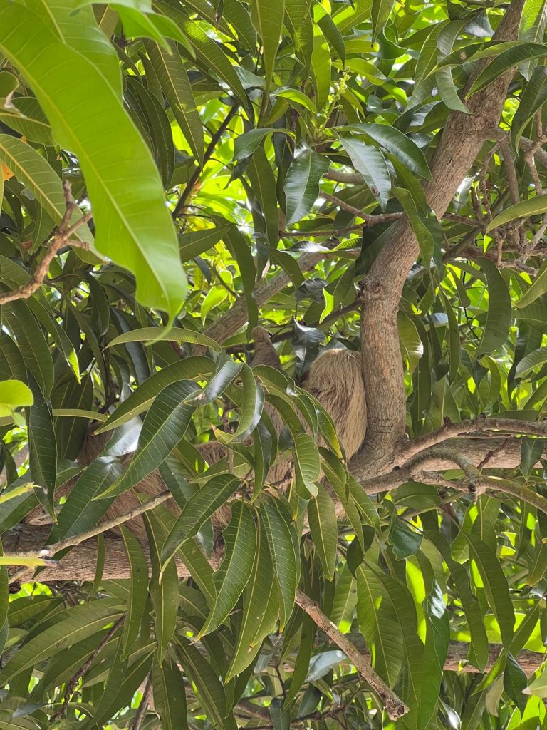Punta Culebra Nature Center bradipo