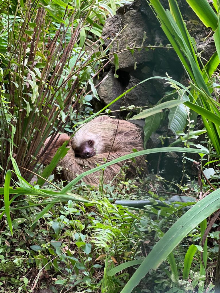 Bradipo Parco Municipale Summit