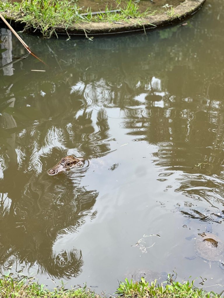 Caimano Parco Municipale Summit