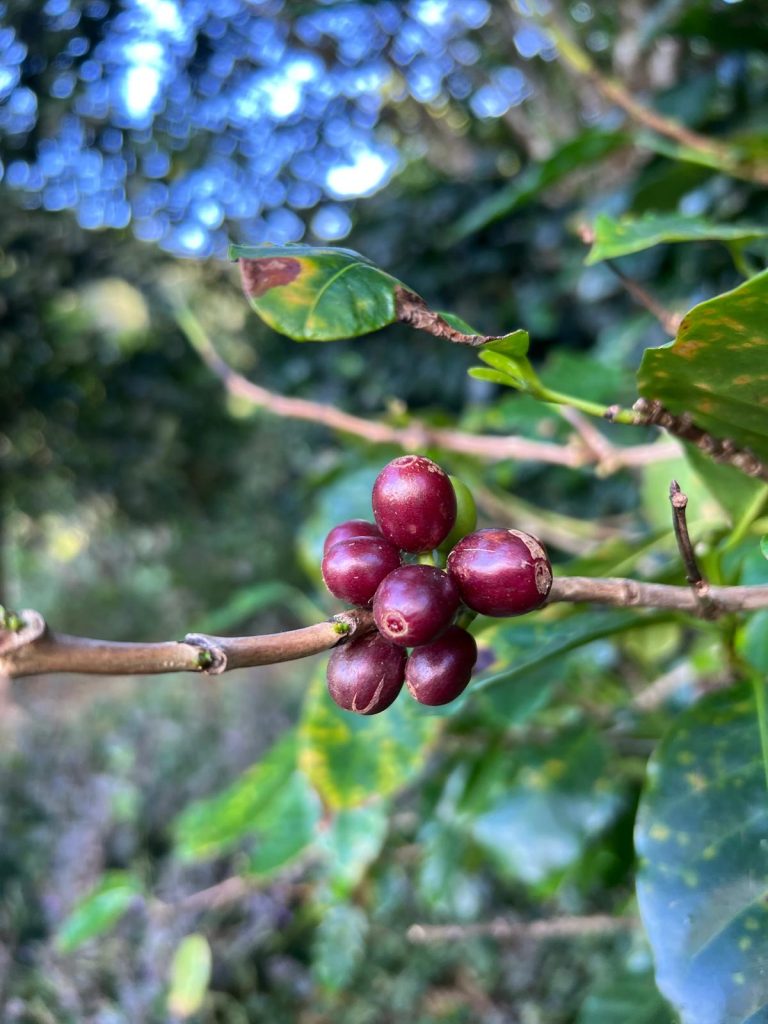 piantagione di caffe Panama Finca Las Margaritas