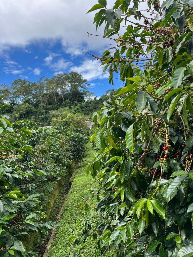 piantagione caffè Altieri Boquete