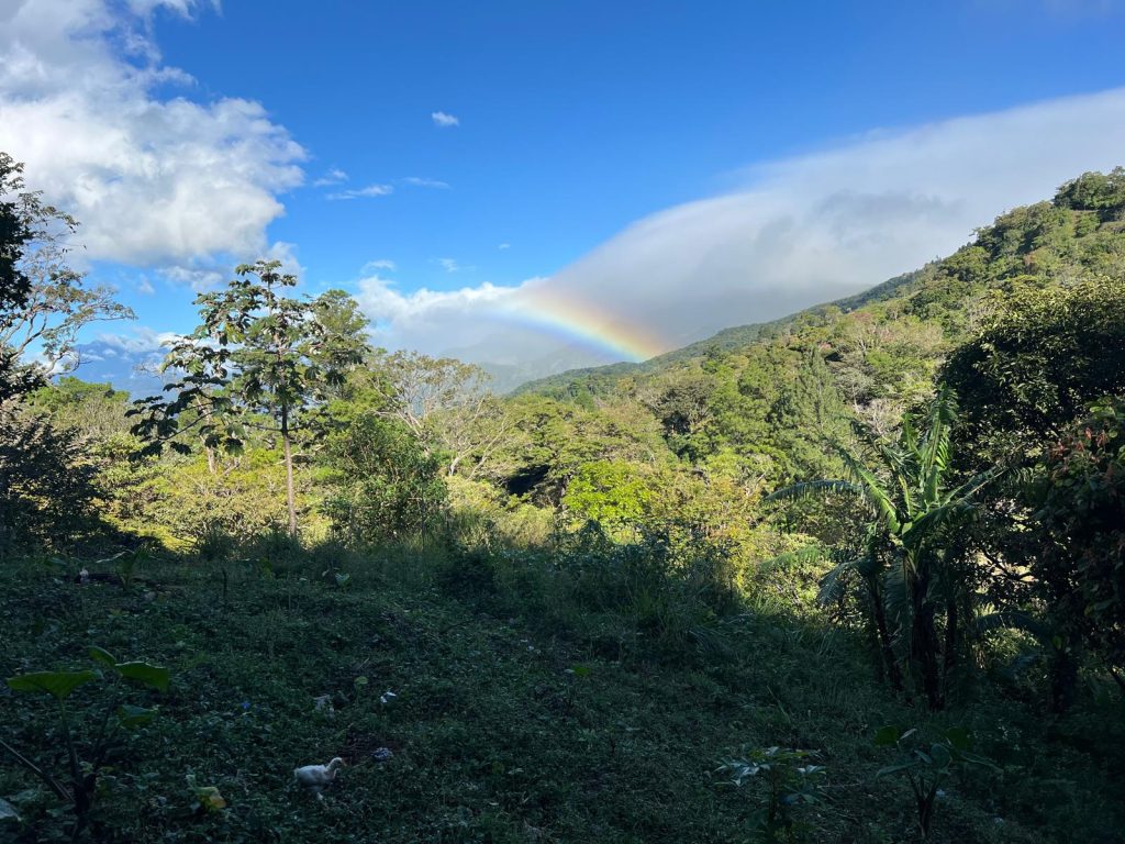 Finca Las Margaritas piantagione di caffè Hornito Panama