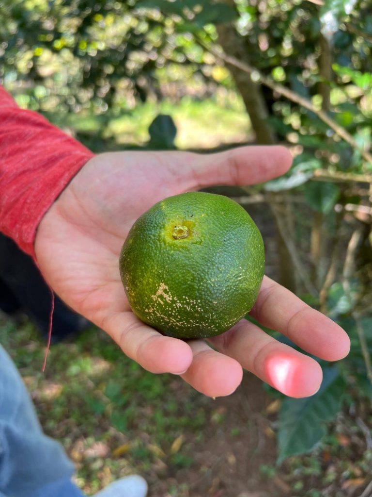 Frutta esotica Finca Las Margaritas Hornito Panama
