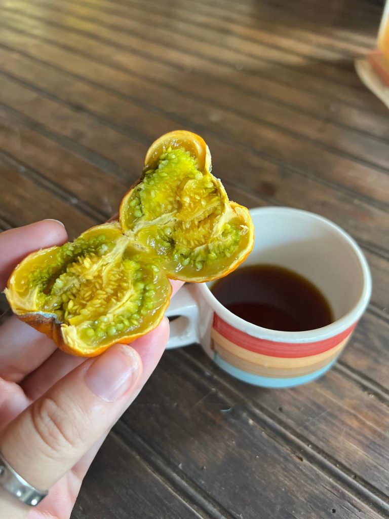 Finca Las Margaritas Don Kune Panama