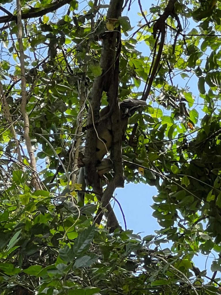 Punta Culebra Nature Center iguana