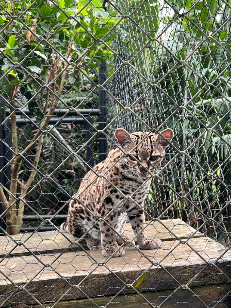 Ocelot Parco Municipale Summit