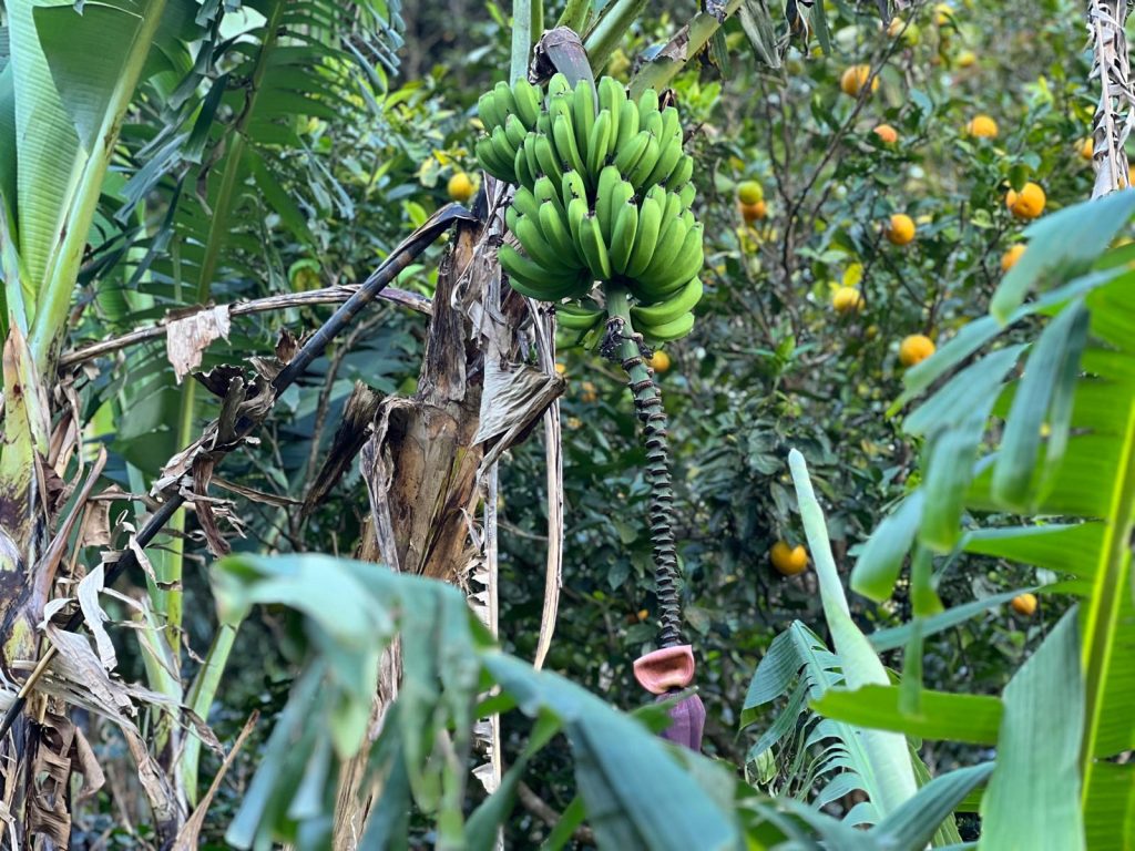 Piantagione di caffè e frutta esotica Finca Las Margaritas Don Kune Panama