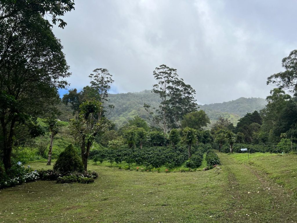 piantagione Altieri Boquete