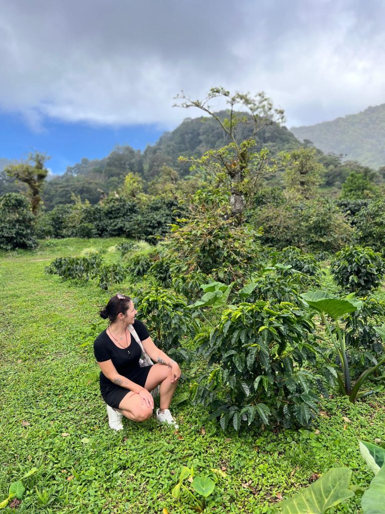 piantagione Altieri Boquete