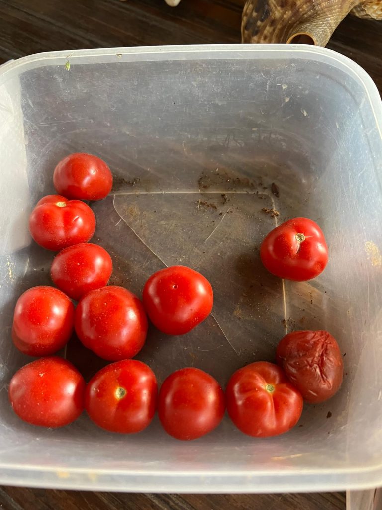 Finca Las Margaritas Don Kune Panama