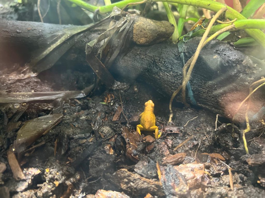 Punta Culebra Nature Center Panama City rana dorada