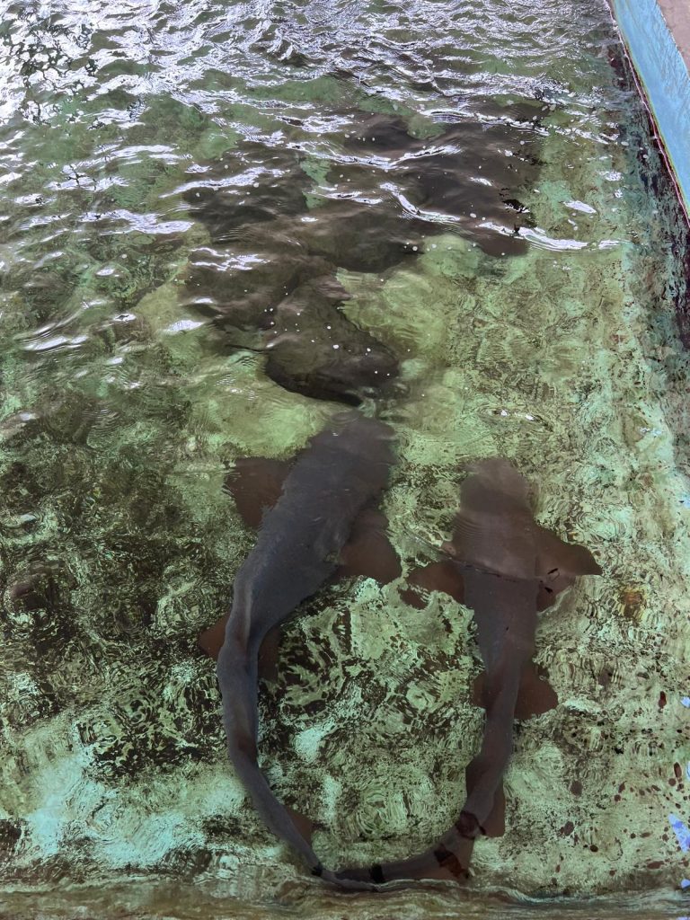 Punta Culebra Nature Center squalo