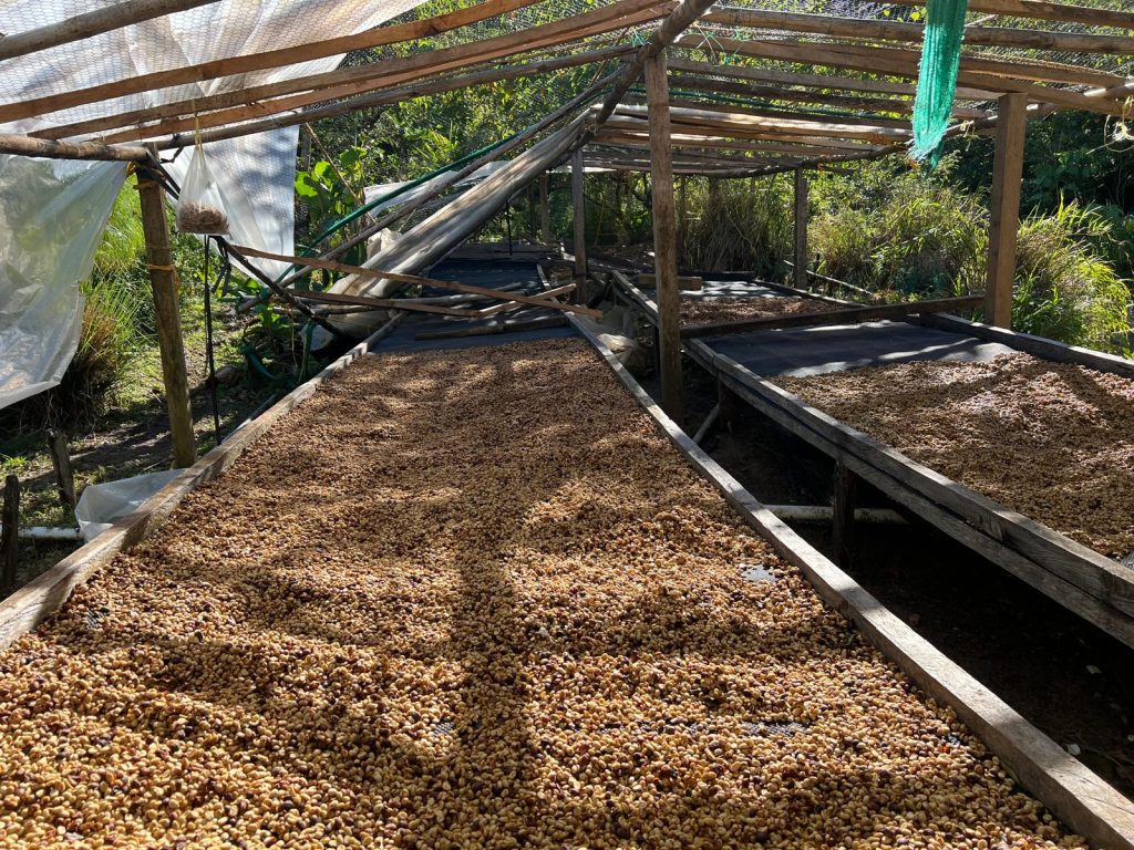 piantagione di caffè e lavorazione Finca Las Margaritas Don Kune Panama