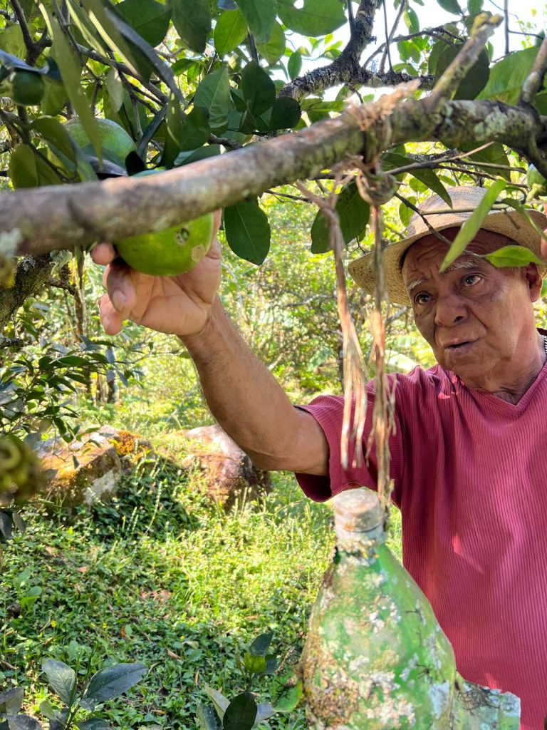 Don Kune Finca Las Margaritas Panama