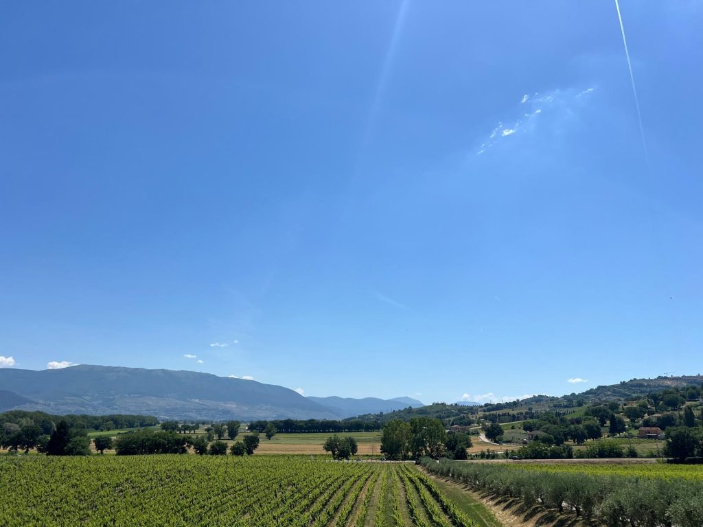 Vigneti Sagrantino Montefalco Arnaldo Caprai