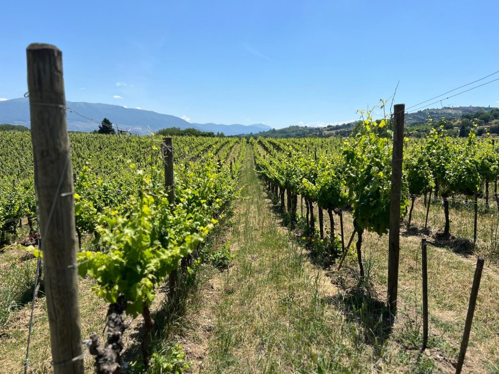 Vitigni Arnaldo Caprai Strada del Sagrantino Montefalco